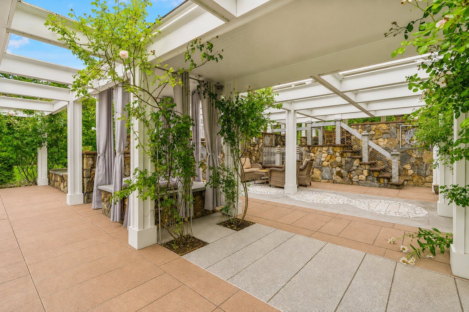Climbing roses along the white pergola